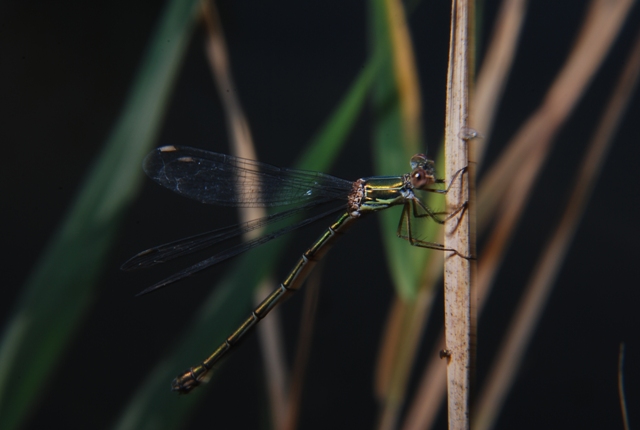 Chalcolestes cfr. viridis